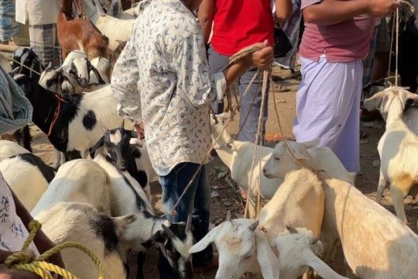 How To Start Goat Farming In India – A Step by Step Guide