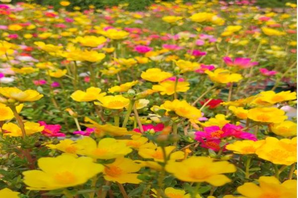 How to Grow and Care Portulaca Plants For Portulaca Flower Farming