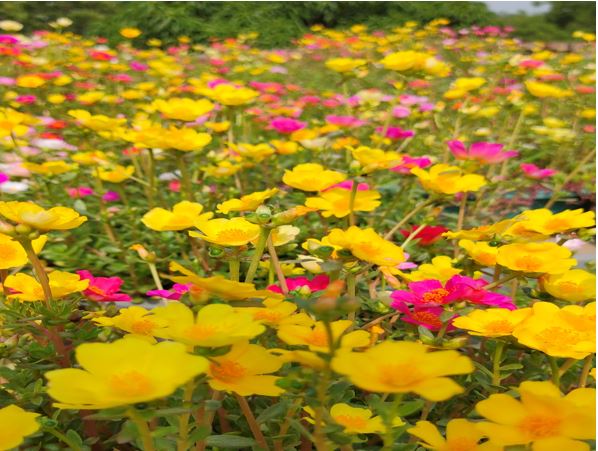 how-to-grow-and-care-portulaca-plants-for-portulaca-flower-farming