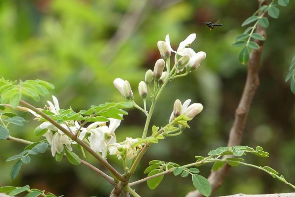 How to Start Moringa Farming – A Complete Guide to Success