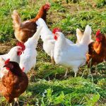 How to Start a Poultry Farming Business-The Ultimate Guide