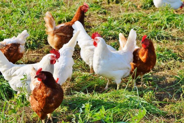 How to Start a Poultry Farming Business-The Ultimate Guide